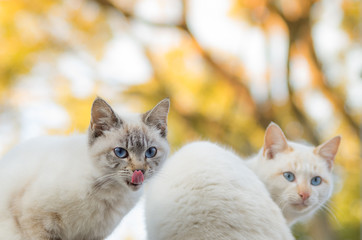 Two cats on autumn color background