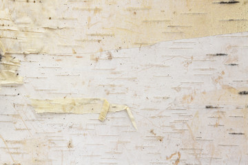Birch tree bark background