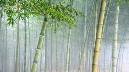 bambouseraie sous un épais voile de brouillard.
