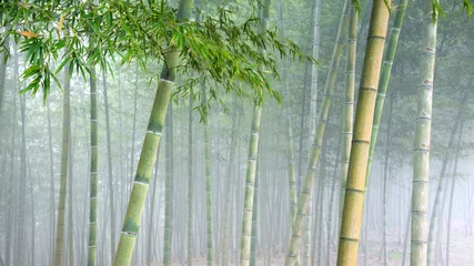 Papier Peint photo Lavable Bambou bambouseraie sous un épais voile de brouillard.