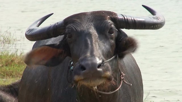 A cow and her calf. Domestic Asian water buffalo (Bubalus bubalis). 