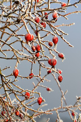 Hagebutten im Winter