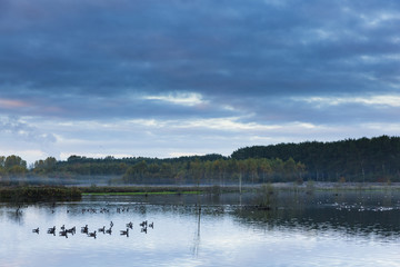 birds in the lake