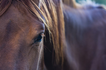 the eye of a horse