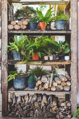 backyard garden in wood panel vintage shelf for plants