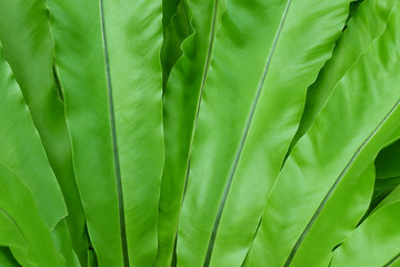 Big glossy green leaf, leave fresh plant tree
