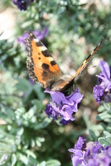 Schmetterling