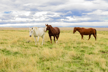 Fototapeta na wymiar Horses On The Range