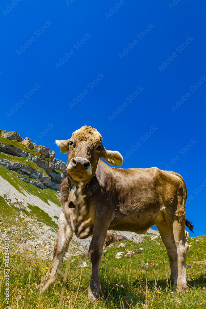 Wall mural cow in the nature (austria) - Wall murals