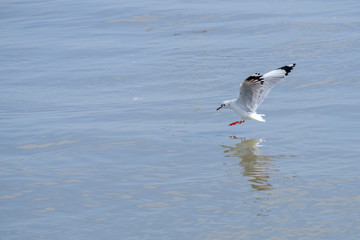 Seagull on the sea.