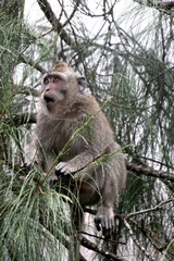 Naklejka na ściany i meble Macaque Monkey Surprised