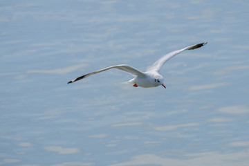 Obraz premium White seagull flying.
