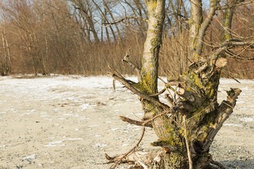 The roots on the sand on the beach in winter time. Stock image.