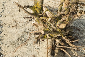 The roots on the sand on the beach in winter time. Stock image.