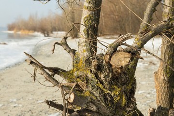 The roots on the sand on the beach in winter time. Stock image.