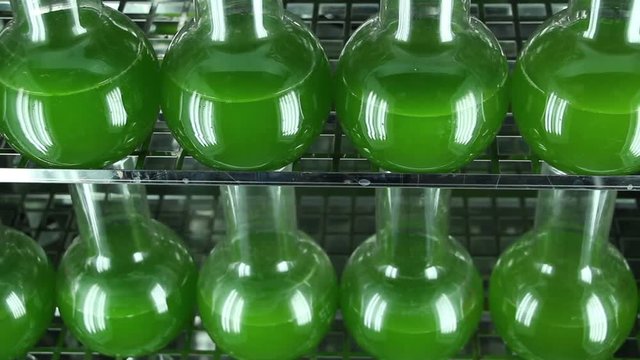Two rows of bottles filled with green microalgae Chlorella  inside of  light thermostat. Horizontal panning. Camera turns on the right. Top view.