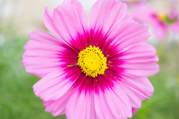 Cosmos flowers in the park , Beautiful flowers  close-up and hal