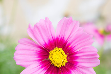 Cosmos flowers in the park , Beautiful flowers  close-up and hal