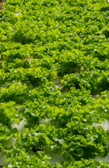 Green oak organic vegetables  farms