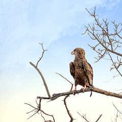 Juvenile Bateleur eagle perched on a dead tree