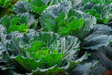 Naklejka premium Farming background with green cabbage