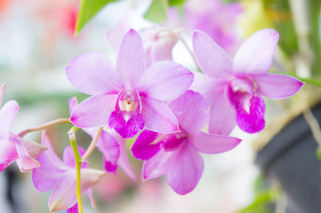 Fototapeta na wymiar purple orchid flowers in the garden