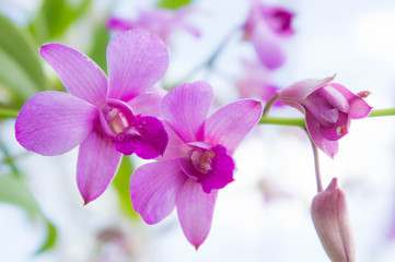 Fototapeta na wymiar purple orchid flowers in the garden