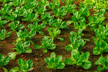 Leafy Green organic vegetables  farms