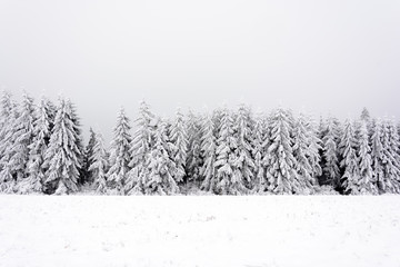 Snowy and frozen trees in the coniferous forest