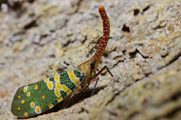 Colorful insect, Cicada or Lanternfly ( Pyrops candelaria ) insect on tree in nature