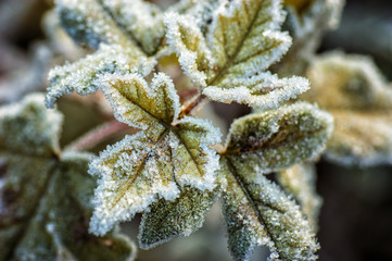 Frozen leafs