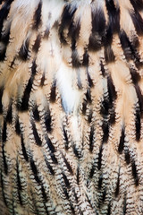 Patterns of owl feathers