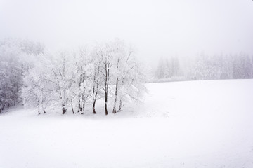 Snowy and frozen landscape of forests