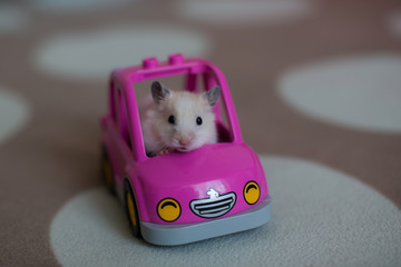 cute hamster riding in a pink car, favorite  pet