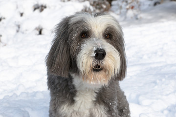 Bearded Collie dog in snow