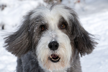 Bearded Collie dog in snow