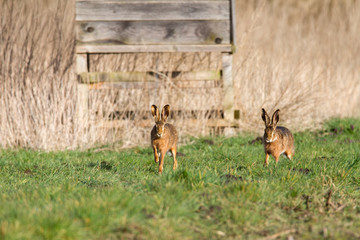 Zwei Feldhasen laufen vor Jagdstuhl herum.