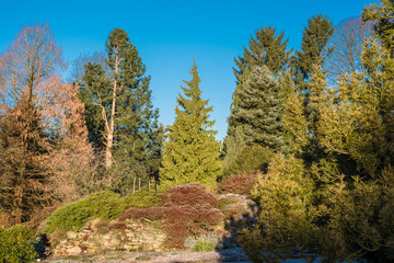 Fototapeta na wymiar Bäume im Botanischen Garten
