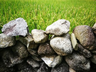 Paddy rice field besides rock stone wall