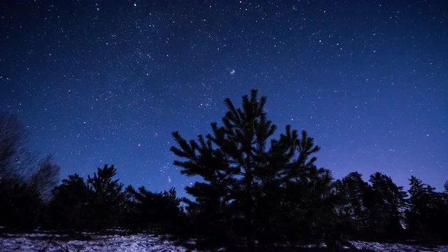 Winter night scenery timelapse. Pine trees and stars.