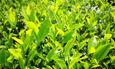 Close up fresh tea leaves in morning sunlight