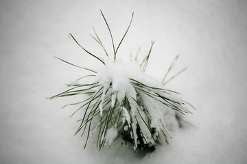 молодая сосенка припорошенная снегом © yulanaom