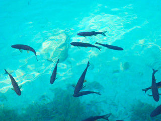 Fishes at  the pure lake.