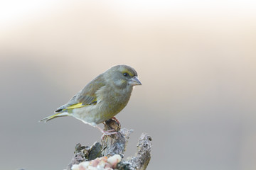 Greenfinch