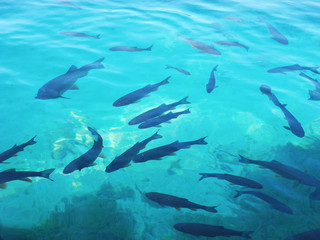 Fototapeta premium Fishes at the pure lake.