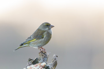 Greenfinch