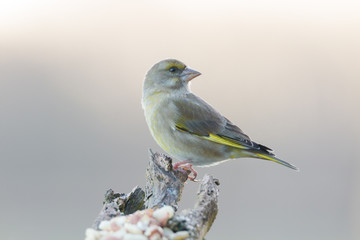 Greenfinch