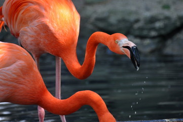 flamingo drinking water 