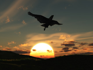 Fototapeta na wymiar Águila volando al amanecer 
