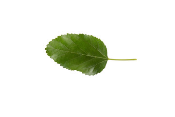 Fototapeta premium Red mullberry (Morus) leaf isolated on a white background. Herbarium series.